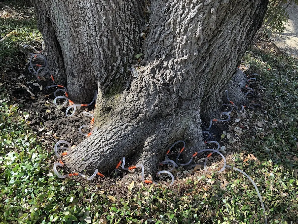 Detailed Tree Cabling and Bracing job site in Orangevale
