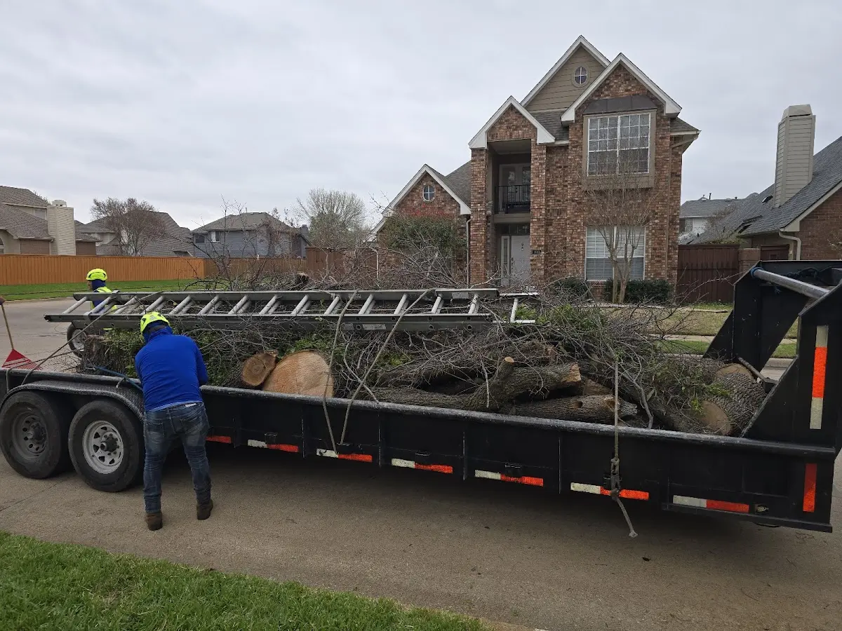 Expert Tree Fertilization with proper safety equipment in Orangevale